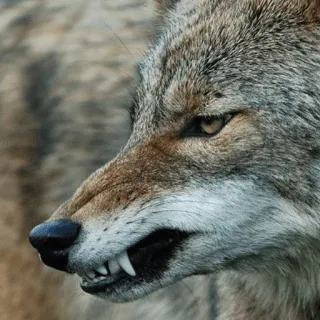 Emotiyotes telegram stickers