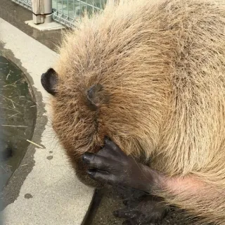 😢 capivara, animal, mamífero, triste, fofo, roedor whatsapp sticker