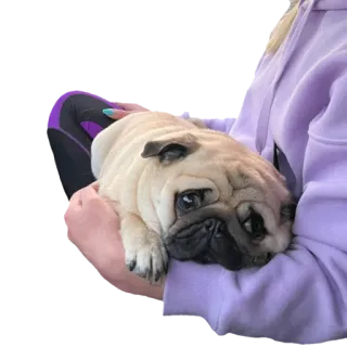 😔 pies, mops, zwierzę, zwierzak, słodki telegram sticker