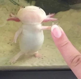 ✋ アホロートル, サンショウウオ, 中指, 失礼, 水生, 動物 telegram sticker
