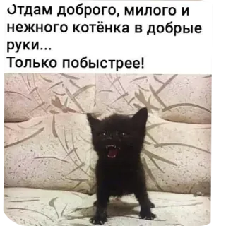 🖼 Отдам доброго, милого и нежного котёнка в добрые руки... Только побыстрее! whatsapp sticker