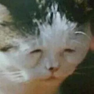 😞 cat, animal, pet, kitten, feline whatsapp sticker