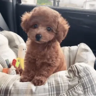 🌟 puppy, dog, cute, animal, pet, poodle, toy poodle telegram sticker