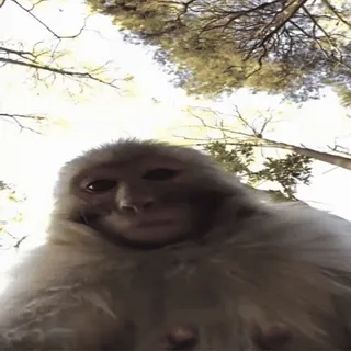 👁‍🗨 monkey, animal, nature, wildlife, primate whatsapp sticker