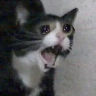 😭 cat, meme, crying, distressed, animal whatsapp sticker