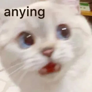 😱 anying gatto, meme, carino, divertente telegram sticker