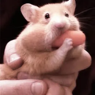 🤏 hamster, rodent, animal, pet, cute, carrot, small telegram sticker