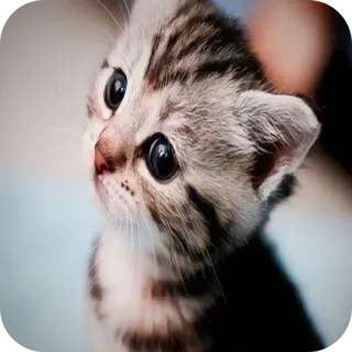 🐱 kätzchen, katze, süß, tier, haustier, hauskatze, katzenartig telegram sticker