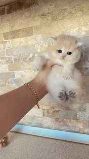 🥺 котёнок, кот, питомец, животное, милый, пушистый whatsapp sticker