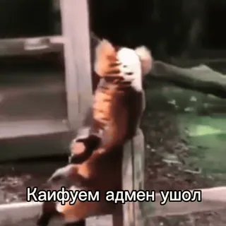 😎 Кайфуем адмен ушол telegram sticker