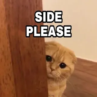 🍁 SIDE
PLEASE Katze, süß, Meme, Tier, gucken, Humor telegram sticker