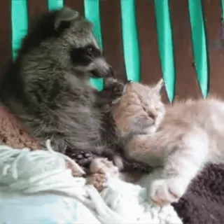 😍 енот, кошка, животные, дружба, милый, домашнее животное, домашние животные, дикие животные telegram sticker