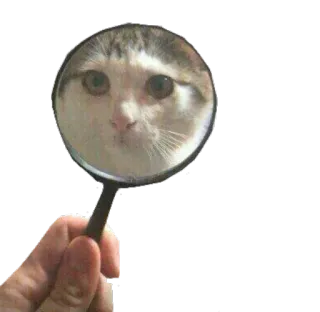👀 кот, лупа, животное, питомец, милый whatsapp sticker