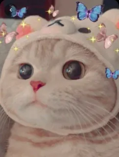 🌟 mèo, mèo con, dễ thương, bướm, động vật, thú cưng telegram sticker