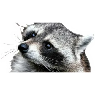 😐 Waschbär, Tier, Wildtier, Säugetier, niedlich telegram sticker
