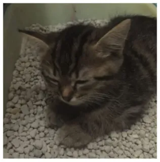 😣 gato, gatinho, animal de estimação, animal, fofo, sonolento telegram sticker