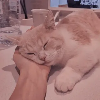🐱 고양이, 자는, 손, 동물, 애완동물, 귀여운 telegram sticker