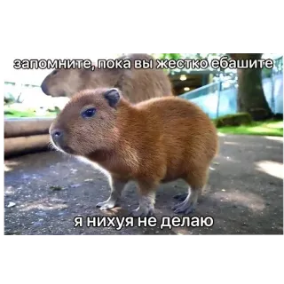 👍 запомните, пока вы жестко ебашите я нихуя не делаю capybara, rongeur, drôle, animal whatsapp sticker
