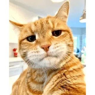 🤨 cat, orange cat, pet, animal, domestic cat, sad cat, kitty telegram sticker
