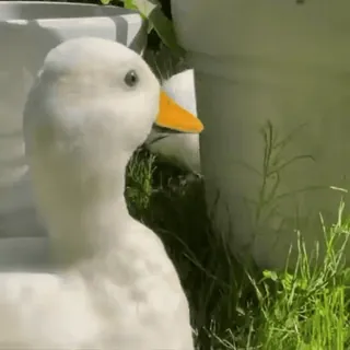 🐾 pato, animal, pássaro, natureza, branco, externo, vida selvagem telegram sticker