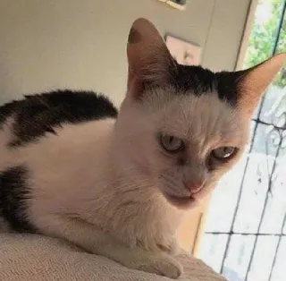 🤳 猫, 动物, 宠物, 家畜, 白猫, 可爱, 猫科动物 telegram sticker