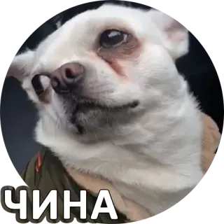 ☝ ЧИНА cane, chihuahua, animale domestico, animale whatsapp sticker