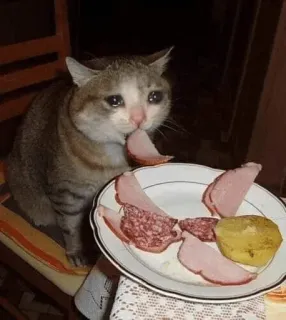 😩 猫, 悲しい, 食べ物, 肉, 泣く, 皿, ハム, 孤独 telegram sticker