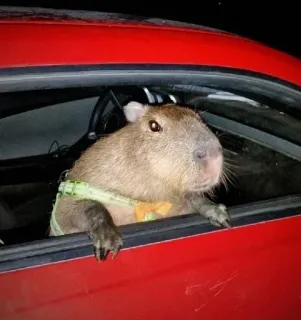 🚗 Kapibara, Zwierzę, Samochód, Jazda, Gryzoń telegram sticker