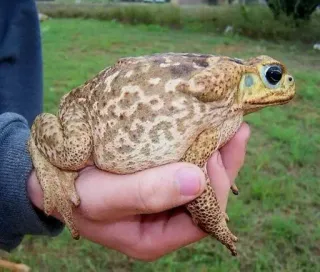 🙂 crapaud, grenouille, animal, amphibien, faune whatsapp sticker