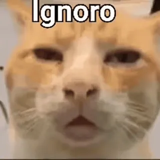 🌟 Ignoro gato, meme, animal, divertido, mascota telegram sticker