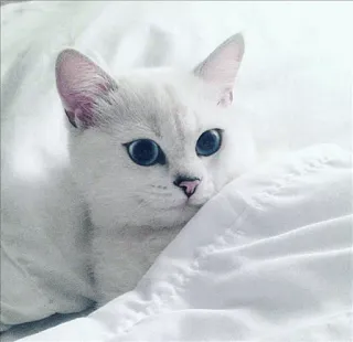 🌝 gato, gato branco, olhos azuis, animal, animal de estimação, fofo, felino whatsapp sticker