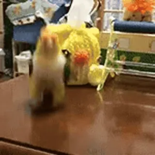 🐥 parrot, bird, animal, cute, table, pet, indoors telegram sticker