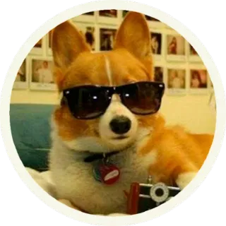 😎 собака, корги, солнцезащитные очки, круто, животное whatsapp sticker