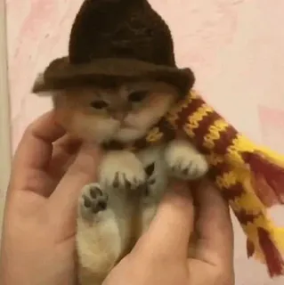 🕯 cat, kitten, hat, scarf, cute, pet, animal whatsapp sticker