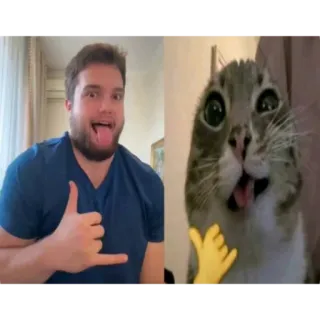 🐱 whatsapp sticker