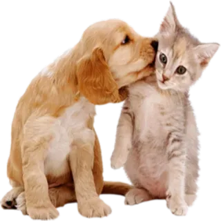💋 Hund, Welpe, Katze, Kätzchen, Tiere, Freunde, süß telegram sticker