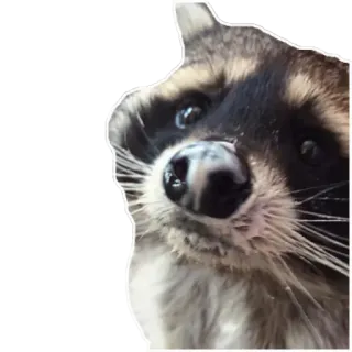 🥛 Waschbär, Tier, Säugetier, Wildtier, Natur telegram sticker