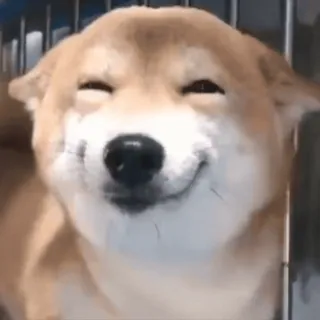 😊 chó, shiba inu, dễ thương, nụ cười, động vật, meme telegram sticker