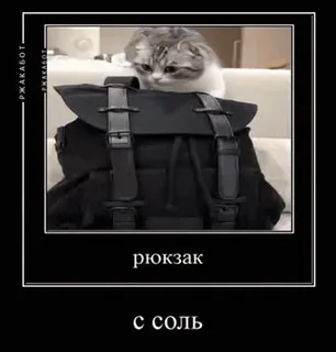 🌟 рюкзак
с соль cat, backpack, animal, meme, funny, russian telegram sticker