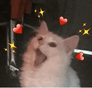 🐈 kat, kitten, schattig, hartjes, glitters, dier telegram sticker