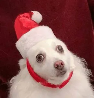 🐶 cão, Natal, gorro de Papai Noel, animal de estimação, festivo, fofo whatsapp sticker