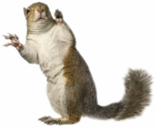 🤗 scoiattolo, animale, roditore, fauna selvatica whatsapp sticker