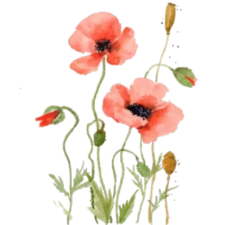 golab 🌸 telegram stickers