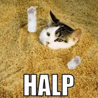 🙀 HALP 猫, ユーモア, ヘルプ, 面白い, 動物, ペット telegram sticker