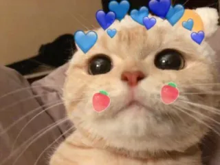 💕 chat, mignon, animal, animal de compagnie, kawaii, chat domestique, mammifère whatsapp sticker