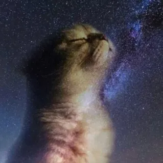 ⭐ gatto, stelle, galassia, notte, spazio telegram sticker