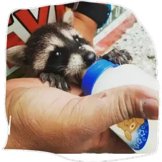 🍼 Waschbär, Tier, Baby, Füttern, Säugetier, süß telegram sticker