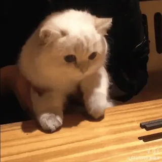😺 Katze, Kätzchen, süß, Tier, Haustier whatsapp sticker