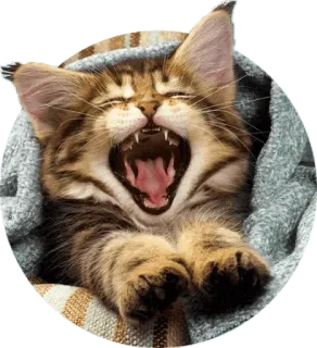 😵 cat, kitten, yawning, cute, animal, pet, blanket telegram sticker