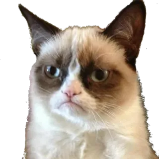 😠 Grumpy Cat gato, gruñón, meme, animal, divertido, meme de internet whatsapp sticker